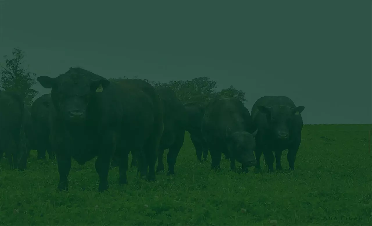 Vacas raza Anguas en el campo